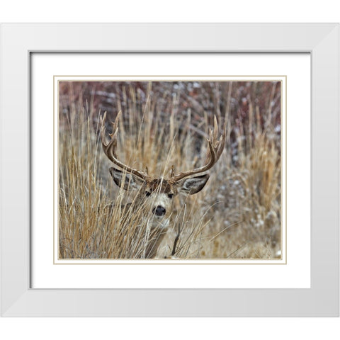 Muley - Malheur II White Modern Wood Framed Art Print with Double Matting by McFerrin, Larry