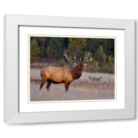 Bull Elk White Modern Wood Framed Art Print with Double Matting by McFerrin, Larry