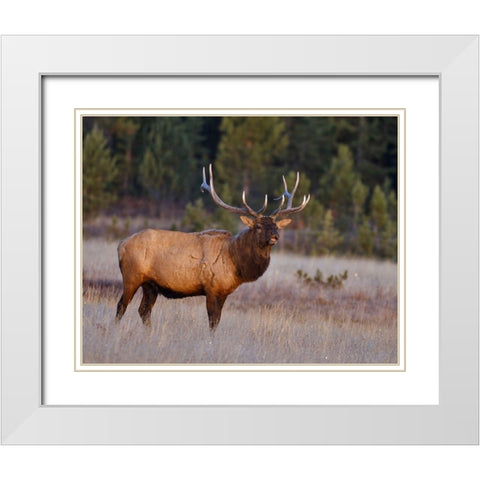 Bull Elk White Modern Wood Framed Art Print with Double Matting by McFerrin, Larry