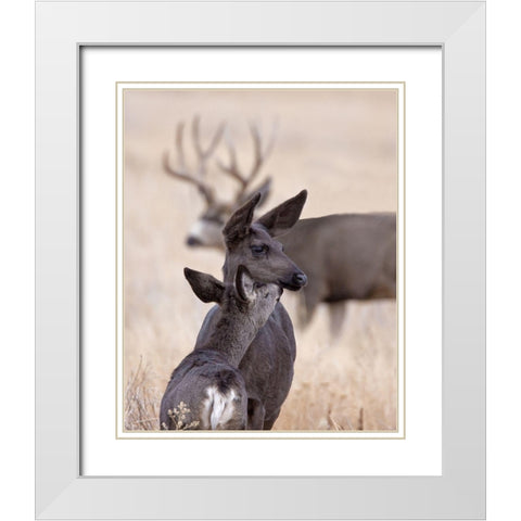 Dark Mule Deer Doe White Modern Wood Framed Art Print with Double Matting by McFerrin, Larry