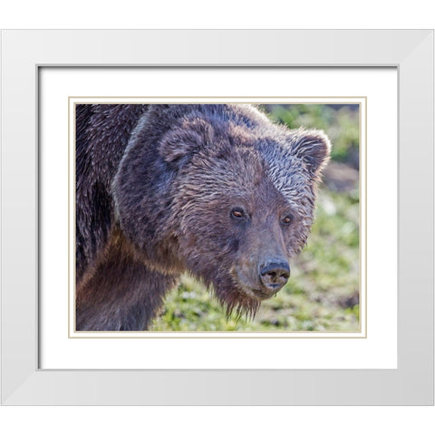Grizzly Bear Boar White Modern Wood Framed Art Print with Double Matting by McFerrin, Larry