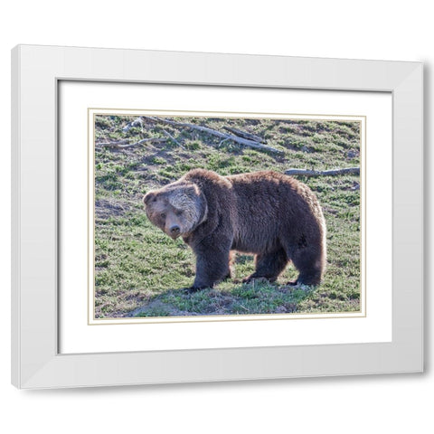 Grizzly Bear Boar II White Modern Wood Framed Art Print with Double Matting by McFerrin, Larry