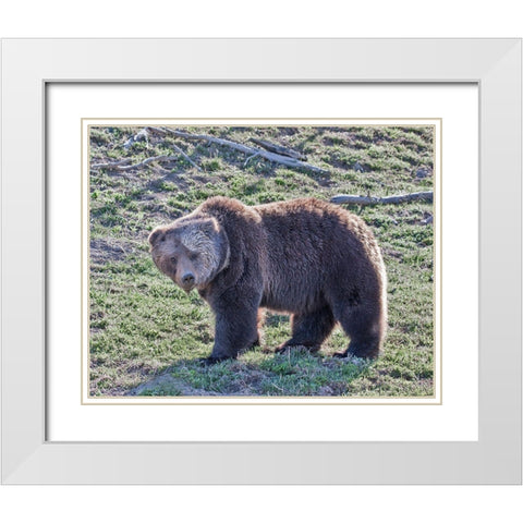Grizzly Bear Boar II White Modern Wood Framed Art Print with Double Matting by McFerrin, Larry