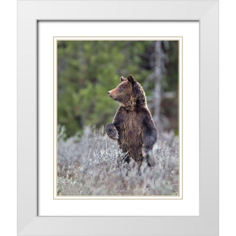 Grizzly Two Year Old White Modern Wood Framed Art Print with Double Matting by McFerrin, Larry