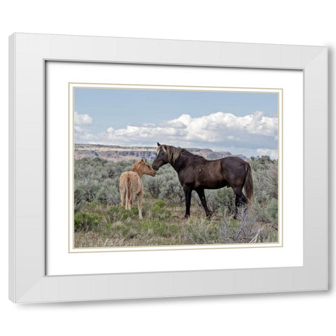 Copper Pennys Foal and Juniper White Modern Wood Framed Art Print with Double Matting by McFerrin, Larry