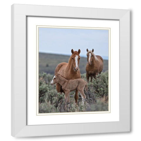 Golden Eagle, Spice and Her Foal White Modern Wood Framed Art Print with Double Matting by McFerrin, Larry