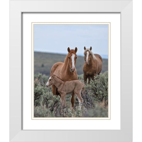 Golden Eagle, Spice and Her Foal White Modern Wood Framed Art Print with Double Matting by McFerrin, Larry