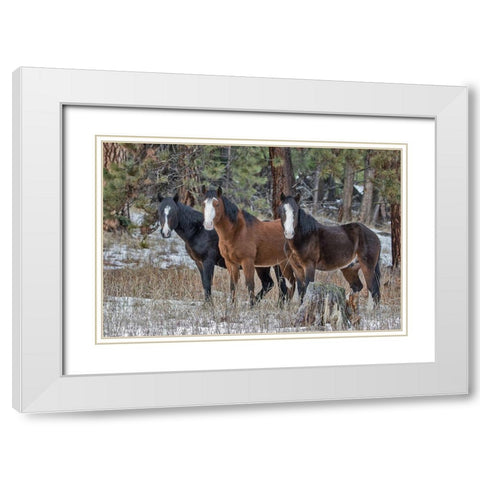 Ochoco Bachelors White Modern Wood Framed Art Print with Double Matting by McFerrin, Larry