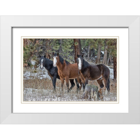 Ochoco Bachelors White Modern Wood Framed Art Print with Double Matting by McFerrin, Larry