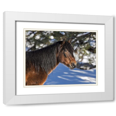 Johnny - Ochoco Stallion White Modern Wood Framed Art Print with Double Matting by McFerrin, Larry