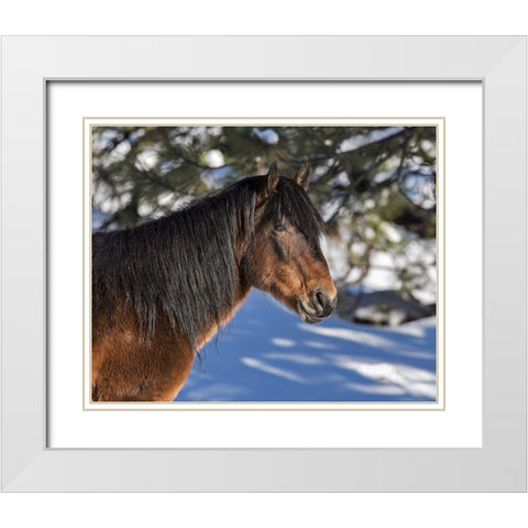 Johnny - Ochoco Stallion White Modern Wood Framed Art Print with Double Matting by McFerrin, Larry