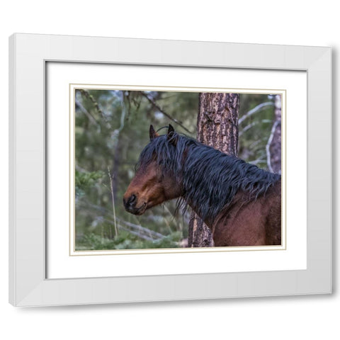 Ochoco Bay Stallion White Modern Wood Framed Art Print with Double Matting by McFerrin, Larry