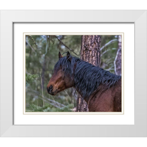 Ochoco Bay Stallion White Modern Wood Framed Art Print with Double Matting by McFerrin, Larry
