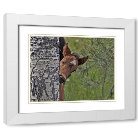 Ochoco Foal - Ochoco White Modern Wood Framed Art Print with Double Matting by McFerrin, Larry