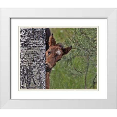 Ochoco Foal - Ochoco White Modern Wood Framed Art Print with Double Matting by McFerrin, Larry