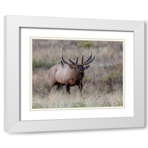 Dont Mess With Me White Modern Wood Framed Art Print with Double Matting by McFerrin, Larry