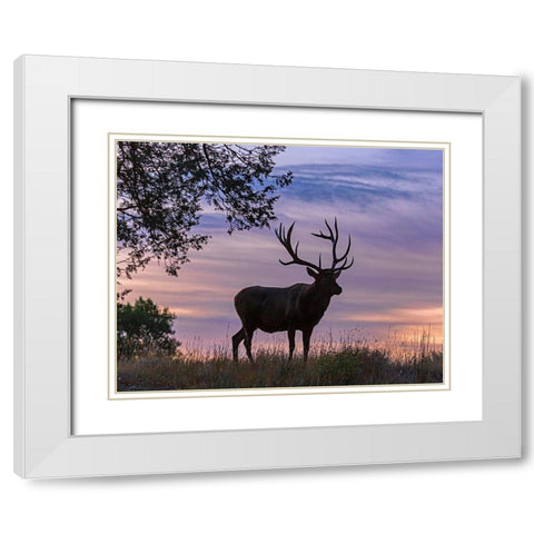 Sunrise Bull White Modern Wood Framed Art Print with Double Matting by McFerrin, Larry