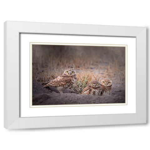 Burrowing Owl White Modern Wood Framed Art Print with Double Matting by McFerrin, Larry