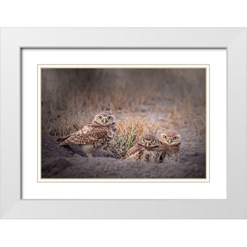 Burrowing Owl White Modern Wood Framed Art Print with Double Matting by McFerrin, Larry
