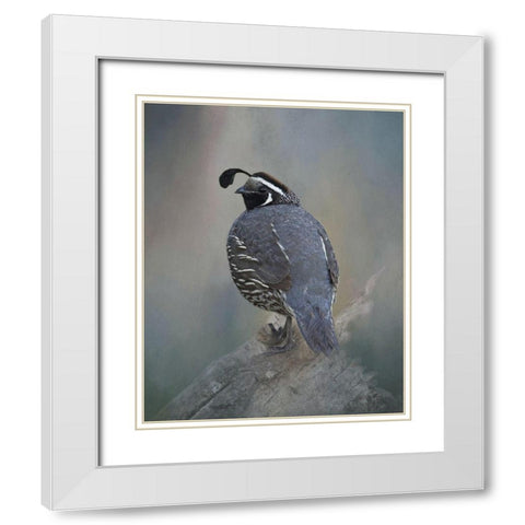 California Quail White Modern Wood Framed Art Print with Double Matting by McFerrin, Larry