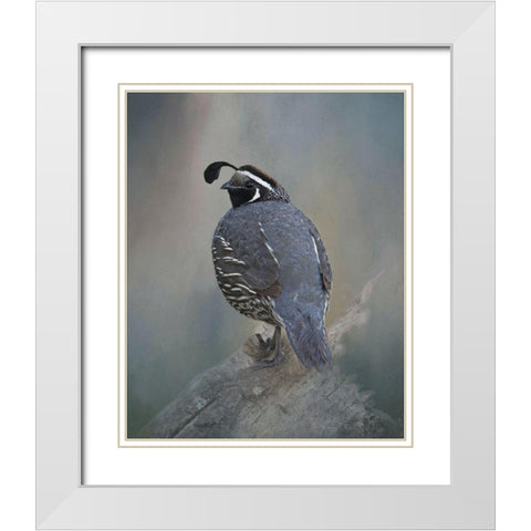 California Quail White Modern Wood Framed Art Print with Double Matting by McFerrin, Larry