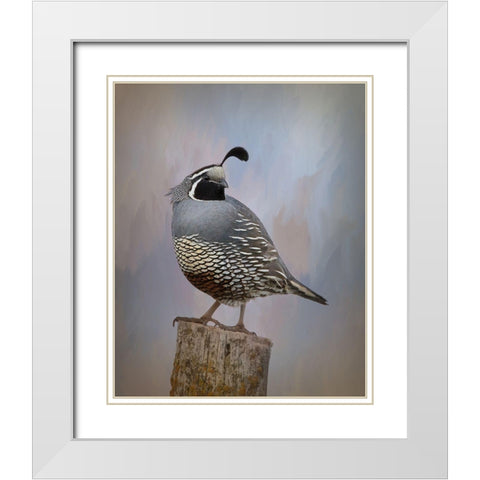 California Quail II White Modern Wood Framed Art Print with Double Matting by McFerrin, Larry