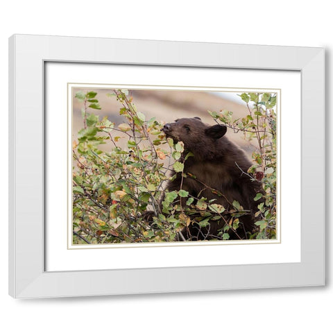 Black Bear White Modern Wood Framed Art Print with Double Matting by McFerrin, Larry