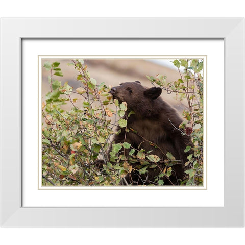 Black Bear White Modern Wood Framed Art Print with Double Matting by McFerrin, Larry