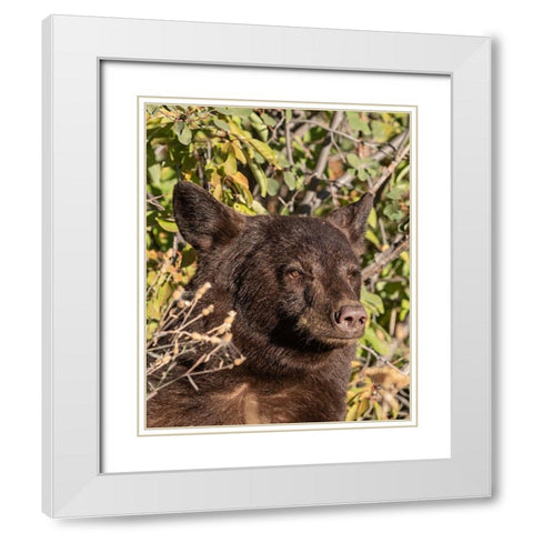 Black Bear II White Modern Wood Framed Art Print with Double Matting by McFerrin, Larry