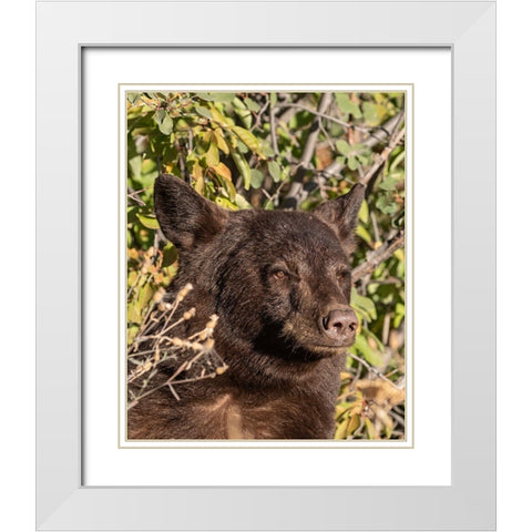 Black Bear II White Modern Wood Framed Art Print with Double Matting by McFerrin, Larry