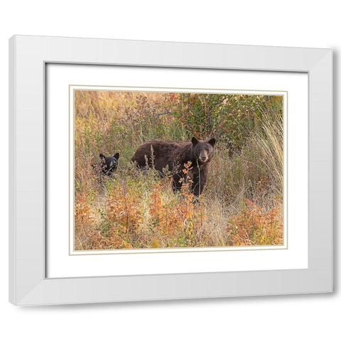 Black Bear Sow and Cub White Modern Wood Framed Art Print with Double Matting by McFerrin, Larry