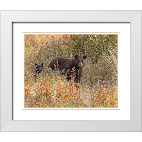Black Bear Sow and Cub White Modern Wood Framed Art Print with Double Matting by McFerrin, Larry