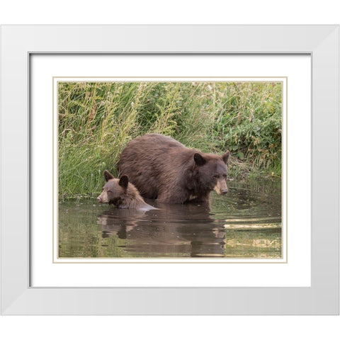 Black Bear Sow and Cub II White Modern Wood Framed Art Print with Double Matting by McFerrin, Larry