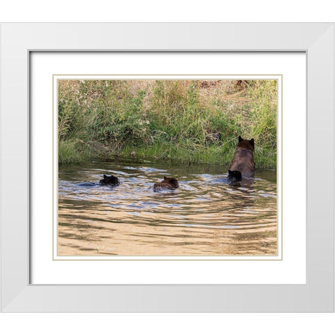 Black Bear Sow and Cubs  White Modern Wood Framed Art Print with Double Matting by McFerrin, Larry