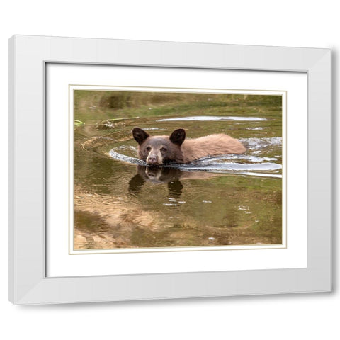 Black Bear Cub White Modern Wood Framed Art Print with Double Matting by McFerrin, Larry