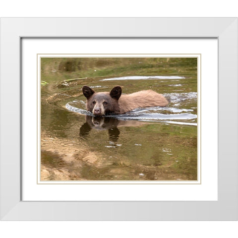Black Bear Cub White Modern Wood Framed Art Print with Double Matting by McFerrin, Larry