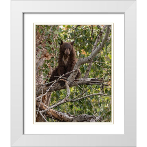 Black Bear Cub White Modern Wood Framed Art Print with Double Matting by McFerrin, Larry