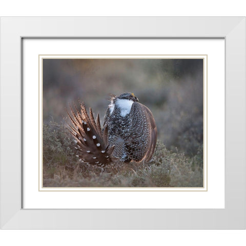 Greater Sage Grouse White Modern Wood Framed Art Print with Double Matting by McFerrin, Larry