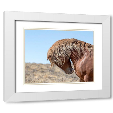Marshall - Wild Stallion White Modern Wood Framed Art Print with Double Matting by McFerrin, Larry