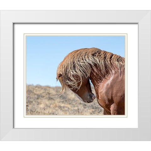 Marshall - Wild Stallion White Modern Wood Framed Art Print with Double Matting by McFerrin, Larry