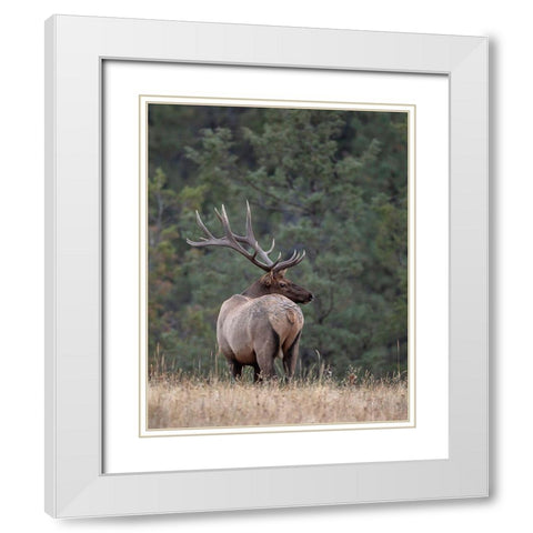 Bull Elk in Montana II White Modern Wood Framed Art Print with Double Matting by McFerrin, Larry