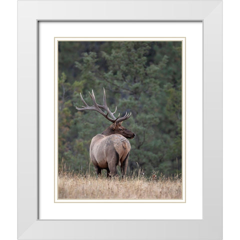 Bull Elk in Montana II White Modern Wood Framed Art Print with Double Matting by McFerrin, Larry