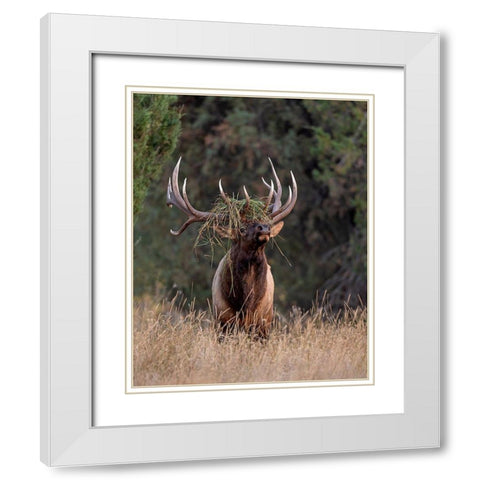 Bull Elk in Montana III White Modern Wood Framed Art Print with Double Matting by McFerrin, Larry