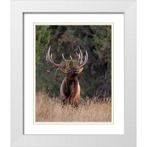 Bull Elk in Montana III White Modern Wood Framed Art Print with Double Matting by McFerrin, Larry