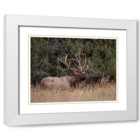 Bull Elk in Montana IV White Modern Wood Framed Art Print with Double Matting by McFerrin, Larry