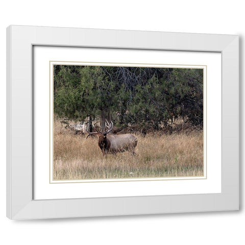 Bull Elk in Montana V White Modern Wood Framed Art Print with Double Matting by McFerrin, Larry