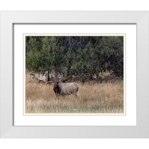 Bull Elk in Montana V White Modern Wood Framed Art Print with Double Matting by McFerrin, Larry