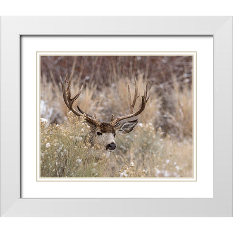 Mule Deer Buck White Modern Wood Framed Art Print with Double Matting by McFerrin, Larry