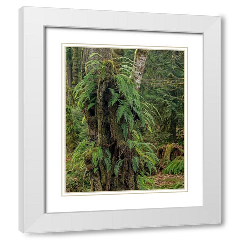 Ferns - Key Peninsula White Modern Wood Framed Art Print with Double Matting by McFerrin, Larry