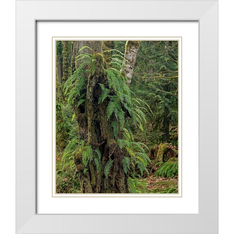 Ferns - Key Peninsula White Modern Wood Framed Art Print with Double Matting by McFerrin, Larry